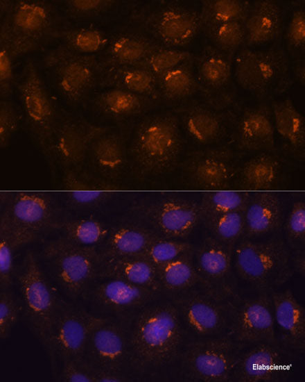 Immunofluorescence analysis of L929 cells using GTPBP8 Polyclonal Antibody at dilution of 1:100. Blue: DAPI for nuclear staining.
