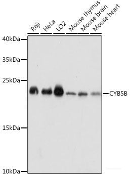Western blot analysis of extracts of Mouse liver using HSD11B1 Polyclonal Antibody at dilution of 1:1000.