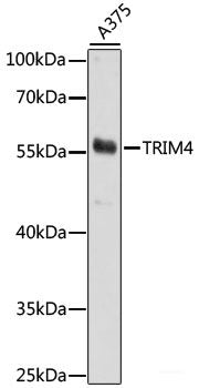 Western blot analysis of extracts of various cell lines using HCN1 Polyclonal Antibody at dilution of 1:1000.