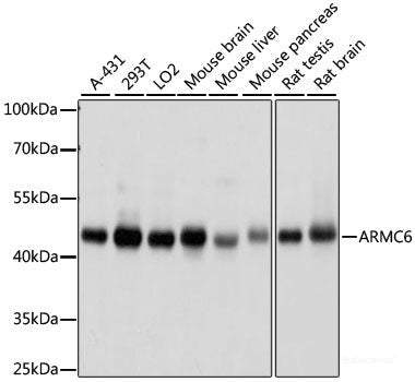 Western blot analysis of extracts of various cell lines using FABP2 Polyclonal Antibody at dilution of 1:500.