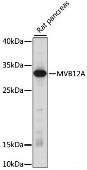 Immunofluorescence analysis of NIH/3T3 cells using PGRMC2 Polyclonal Antibody at dilution of 1:100. Blue: DAPI for nuclear staining.