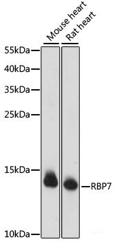 Immunofluorescence analysis of C6 cells using PTCD1 Polyclonal Antibody at dilution of 1:100. Blue: DAPI for nuclear staining.