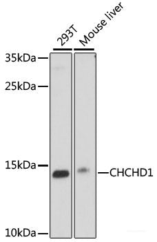Immunohistochemistry of paraffin-embedded Rat testis using SELL Polyclonal Antibody at dilution of 1:100 (40x lens).