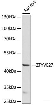 Western blot analysis of extracts of various cell lines using IBSP Polyclonal Antibody at dilution of 1:1000.