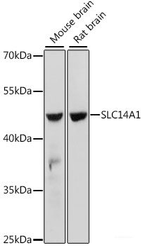 Western blot analysis of extracts of various cell lines using VHL Polyclonal Antibody at dilution of 1:3000.