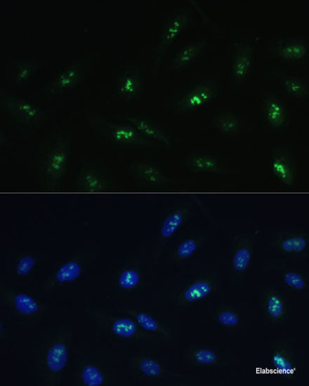 Immunofluorescence analysis of L929 cells using COL4A3 Polyclonal Antibody at dilution of 1:100. Blue: DAPI for nuclear staining.