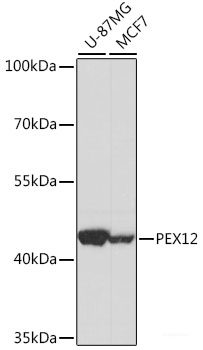 Immunohistochemistry of paraffin-embedded Rat heart using FKBP1B Polyclonal Antibody at dilution of 1:100 (40x lens).