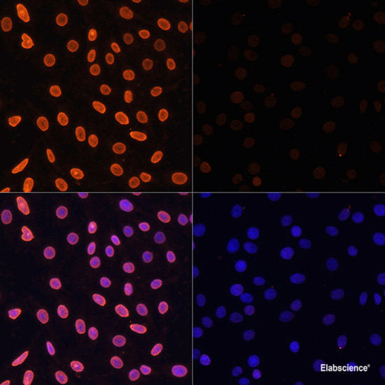 Immunofluorescence analysis of Rat brain using KAL1 Polyclonal Antibody at dilution of 1:100. Blue: DAPI for nuclear staining.