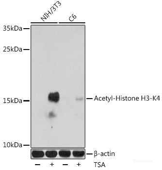 Western blot analysis of extracts of Rat brain using KIF2A Polyclonal Antibody at dilution of 1:1000.