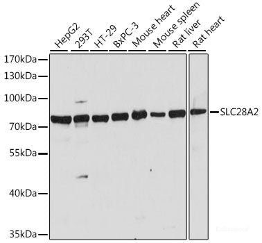 Immunohistochemistry of paraffin-embedded Mouse testis using MAD2L1 Polyclonal Antibody at dilution of 1:100 (40x lens).