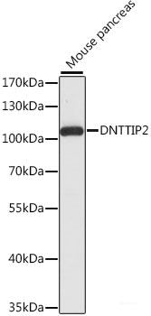 Western blot analysis of extracts of various cell lines using PSMD1 Polyclonal Antibody at dilution of 1:1000.