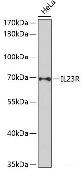 Western blot analysis of extracts of various cell lines using RPS17 Polyclonal Antibody at dilution of 1:1000.
