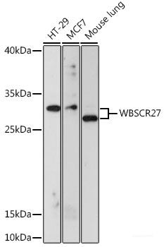 Western blot analysis of extracts of various cell lines using FADD Polyclonal Antibody at dilution of 1:1000.
