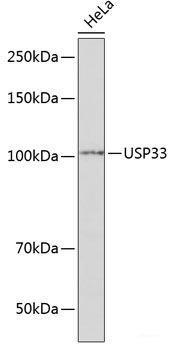 Immunofluorescence analysis of MCF-7 cells using AHSG Polyclonal Antibody