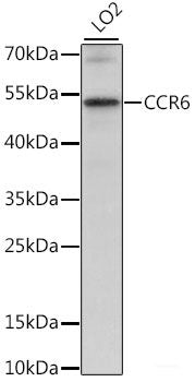 Western blot analysis of extracts of Rat brain using PARS2 Polyclonal Antibody at dilution of 1:1000.