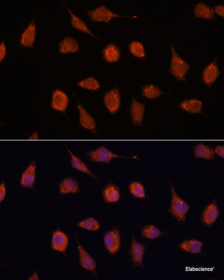 Western blot analysis of extracts of various cell lines using POP5 Polyclonal Antibody at dilution of 1:1000.