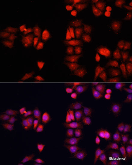 Western blot analysis of extracts of various cell lines using FREM1 Polyclonal Antibody at dilution of 1:1000.