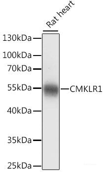 Western blot analysis of extracts of various cell lines using CFAP53 Polyclonal Antibody at dilution of 1:1000.