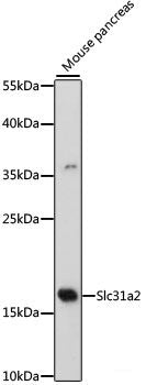 Western blot analysis of extracts of various cell lines using LNX2 Polyclonal Antibody at dilution of 1:1000.