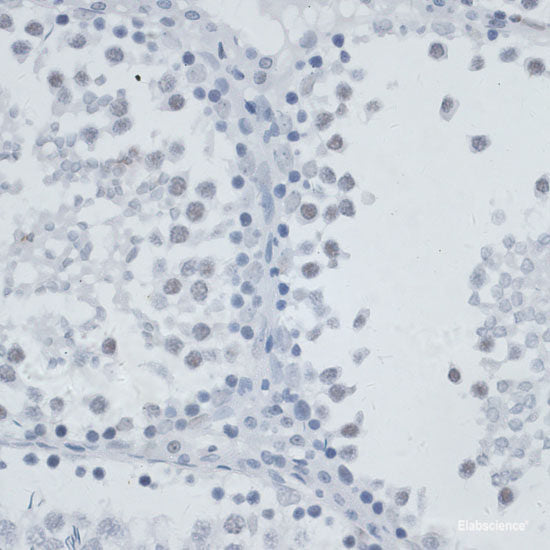 Western blot analysis of extracts of various cell lines using Myelin Basic protein Polyclonal Antibody at dilution of 1:1000.
