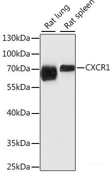 Western blot analysis of extracts of various cell lines using c-Fos Polyclonal Antibody at dilution of 1:1000.