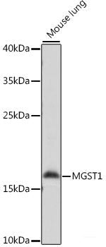 Western blot analysis of extracts of various cell lines using VTN Polyclonal Antibody at dilution of 1:1000.