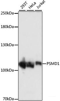 Immunohistochemistry of paraffin-embedded Rat ovary using WNT10B Polyclonal Antibody at dilution of 1:100 (40x lens).