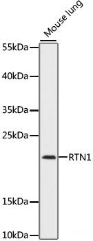Western blot analysis of extracts of various cell lines using Caspase-5 Polyclonal Antibody at dilution of 1:1000.