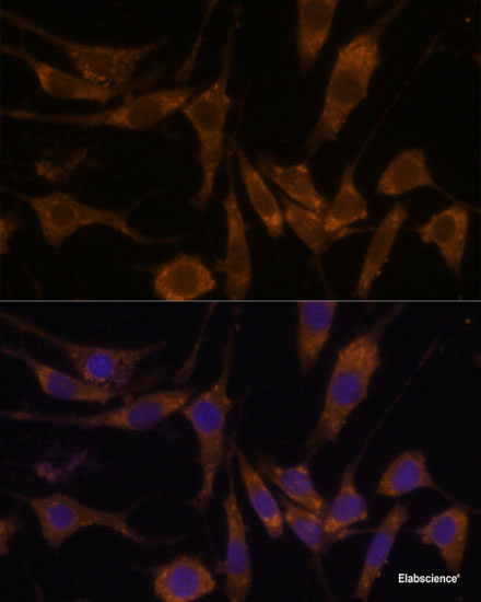 Immunofluorescence analysis of U-2 OS cells using SRSF7 Polyclonal Antibody at dilution of 1:100. Blue: DAPI for nuclear staining.