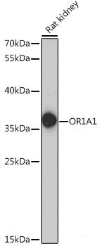 Immunohistochemistry of paraffin-embedded Human liver using ATP5I Polyclonal Antibody at dilution of 1:100 (40x lens).