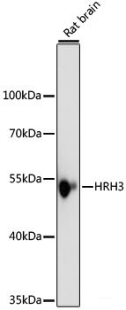 Immunohistochemistry of paraffin-embedded Human liver using CD44 Polyclonal Antibody at dilution of 1:100 (40x lens).