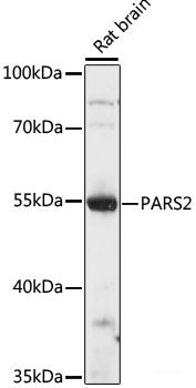 Immunohistochemistry of paraffin-embedded Human breast cancer using DMP1 Polyclonal Antibody at dilution of 1:100 (40x lens).