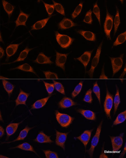 Immunofluorescence analysis of C6 cells using ENO1 Polyclonal Antibody at dilution of 1:100. Blue: DAPI for nuclear staining.