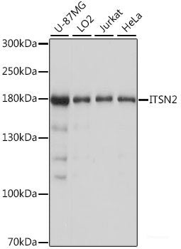 Western blot analysis of extracts of various cell lines using ETS2 Polyclonal Antibody at dilution of 1:1000.