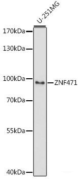 Immunofluorescence analysis of C6 cells using MyD88 Polyclonal Antibody at dilution of 1:100. Blue: DAPI for nuclear staining.