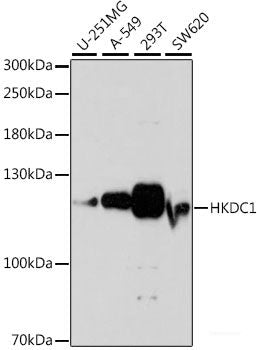 Western blot analysis of extracts of various cell lines using Lamin B1 Polyclonal Antibody at dilution of 1:3000.