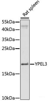 Immunohistochemistry of paraffin-embedded Human tonsil using LMNB1 Polyclonal Antibody at dilution of 1:200 (40x lens).