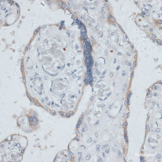Immunofluorescence analysis of NIH/3T3 cells using SMAD3 Polyclonal Antibody at dilution of 1:100. Blue: DAPI for nuclear staining.