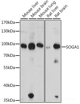 Western blot analysis of extracts of various cell lines using NPR3 Polyclonal Antibody at dilution of 1:1000.
