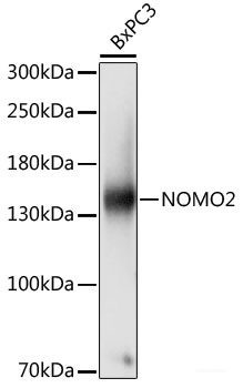 Immunofluorescence analysis of Rat spleen using CCL19 Polyclonal Antibody at dilution of 1:100 (40x lens). Blue: DAPI for nuclear staining.