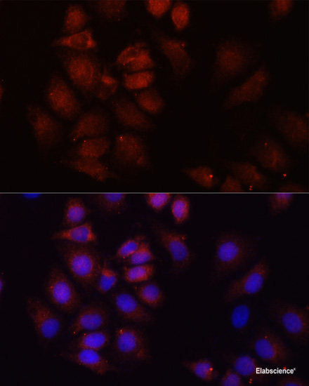 Western blot analysis of extracts of various cells using ZEB1 Polyclonal Antibody at dilution of 1:1000.