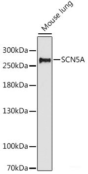 Western blot analysis of extracts of various cell lines using ZNF711 Polyclonal Antibody at dilution of 1:1000.