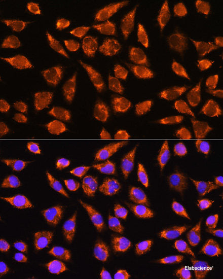 Western blot analysis of extracts of various cell lines using PXR Polyclonal Antibody at dilution of 1:1000.