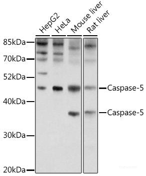 Western blot analysis of extracts of HT-29 cells using DMTF1 Polyclonal Antibody at dilution of 1:1000.