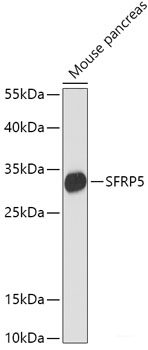 Western blot analysis of extracts of various cell lines using DRP1 Polyclonal Antibody at dilution of 1:1000.