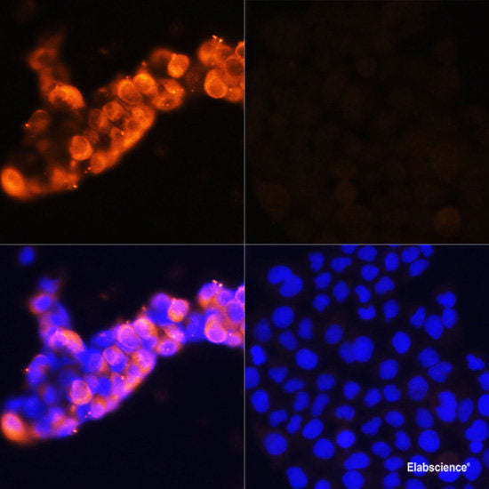 Immunofluorescence analysis of L929 cells using GTF2B Polyclonal Antibody at dilution of 1:100 (40x lens). Blue: DAPI for nuclear staining.