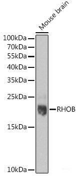 Western blot analysis of extracts of various cell lines using RPP40 Polyclonal Antibody at dilution of 1:1000.