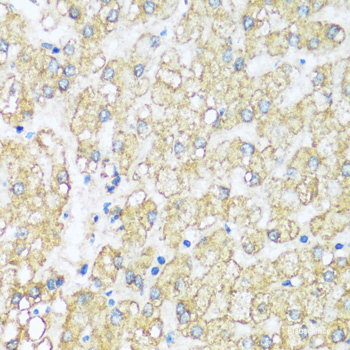 Immunofluorescence analysis of C6 cells using P2RY12 Polyclonal Antibody at dilution of 1:100. Blue: DAPI for nuclear staining.
