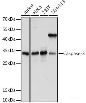 Western blot analysis of extracts of various cell lines using CNNM4 Polyclonal Antibody at dilution of 1:1000.