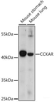 Western blot analysis of extracts of Mouse liver using CIDEB Polyclonal Antibody at dilution of 1:1000.